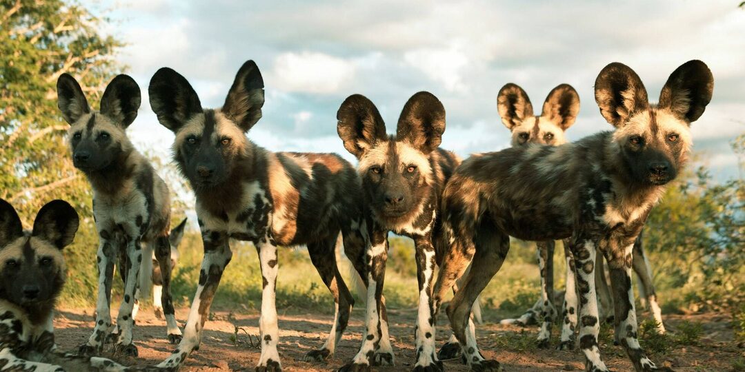 На пути к счастью: от одиночества к социальности (часть 1-я: пресоциальность как переходный этап между асоциальностью и эусоциальностью).