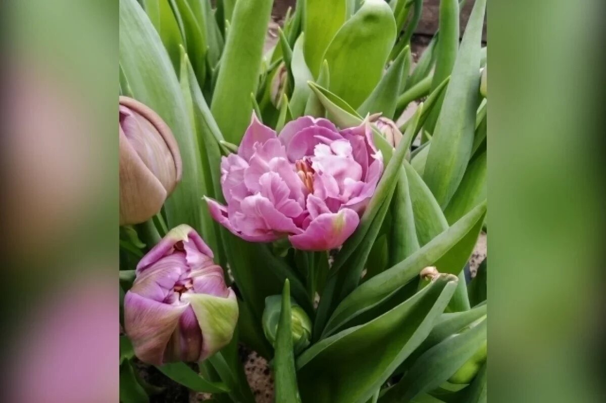    Сотню пионовидных тюльпанов вырастили в Ботаническом саду Воронежа к весне