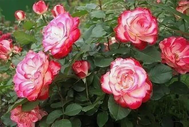 "Юбилей принца де Монако“ в разгар цветения: каждый цветок — неповторимый узор из кремового и вишнёвого. Фото: из открытых источников.