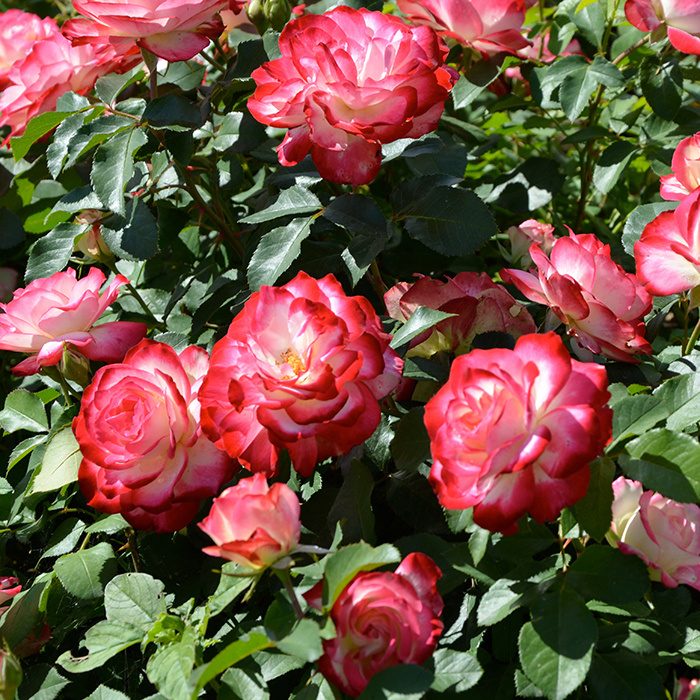 Обильное цветение: даже в дождливую погоду бутоны сохраняют форму и яркость. Фото: из открытых источников.