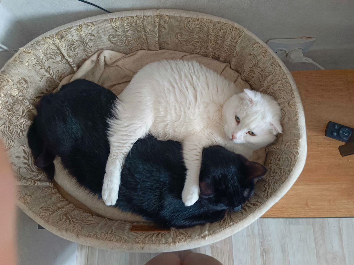 Азурка обнимает Венечку. Фото автора