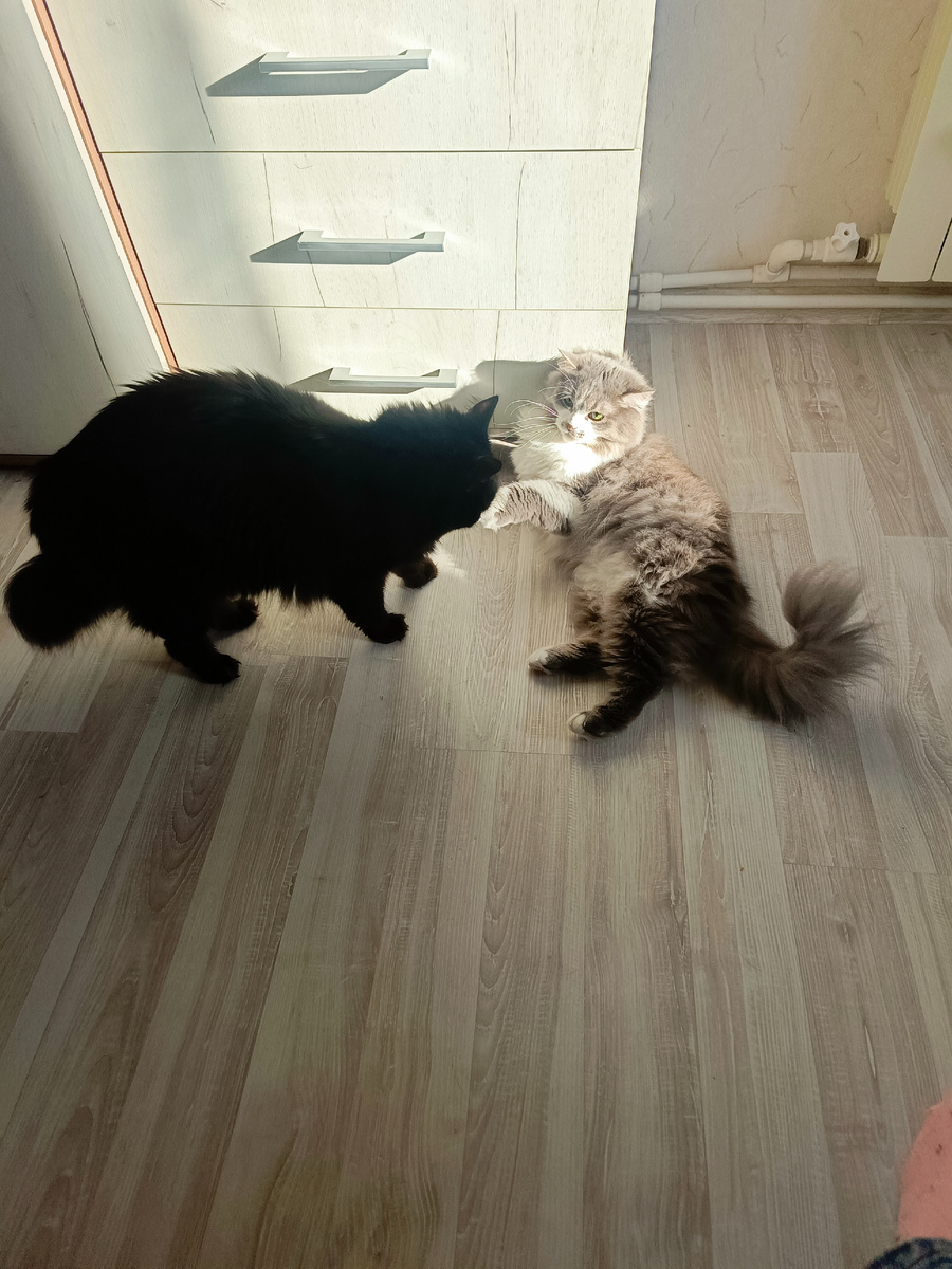 Luxary кот Каир II Солнышко Великолпеный и Ведочка. Фото автора.