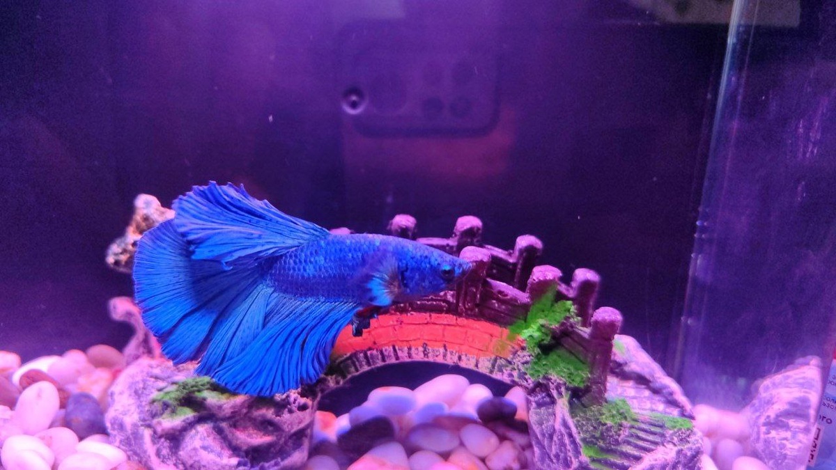 Фото рыбки моей дочери. Академический ( по месту жительства) синий петушок по кличке Пëс. 