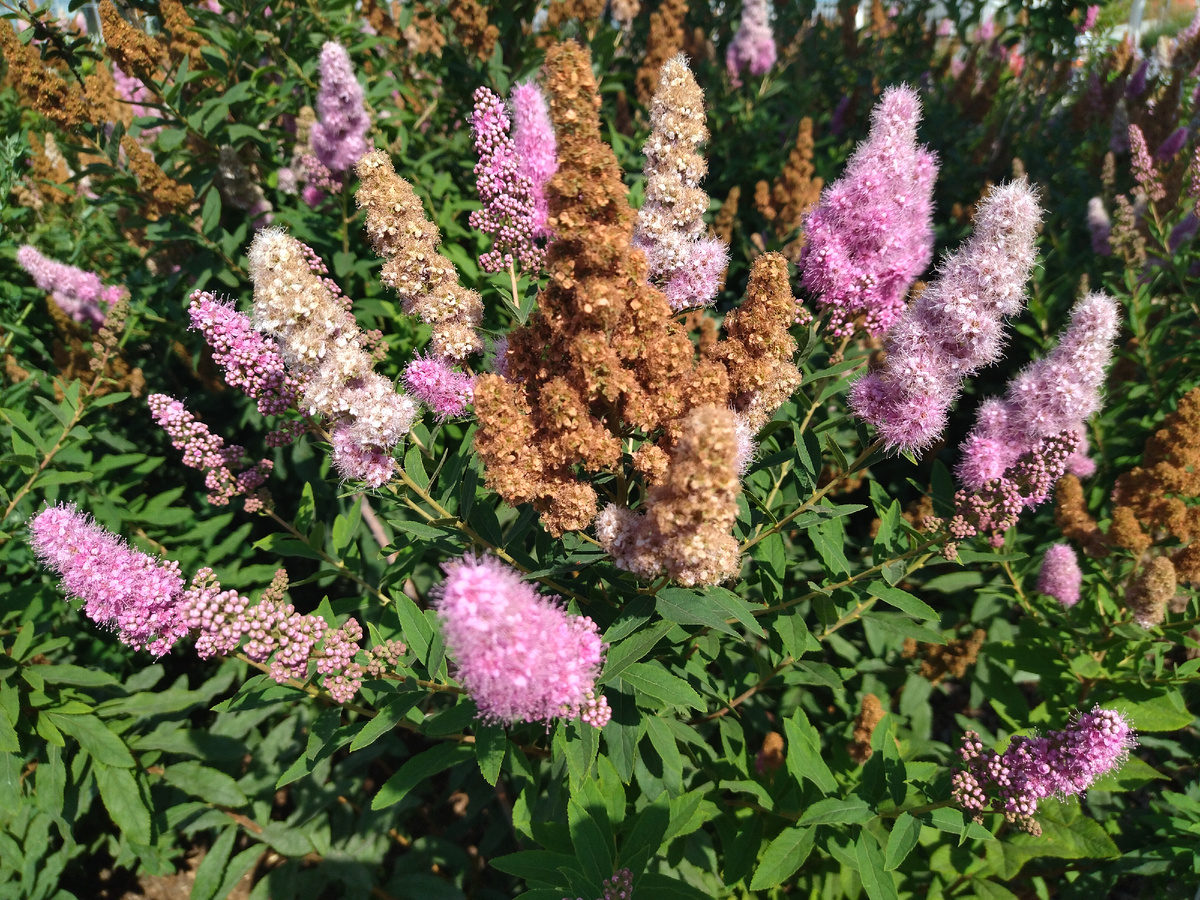 Красота в парке Елмай