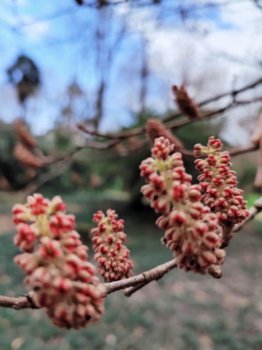    Фото: пресс-служба парка «Южные культуры»