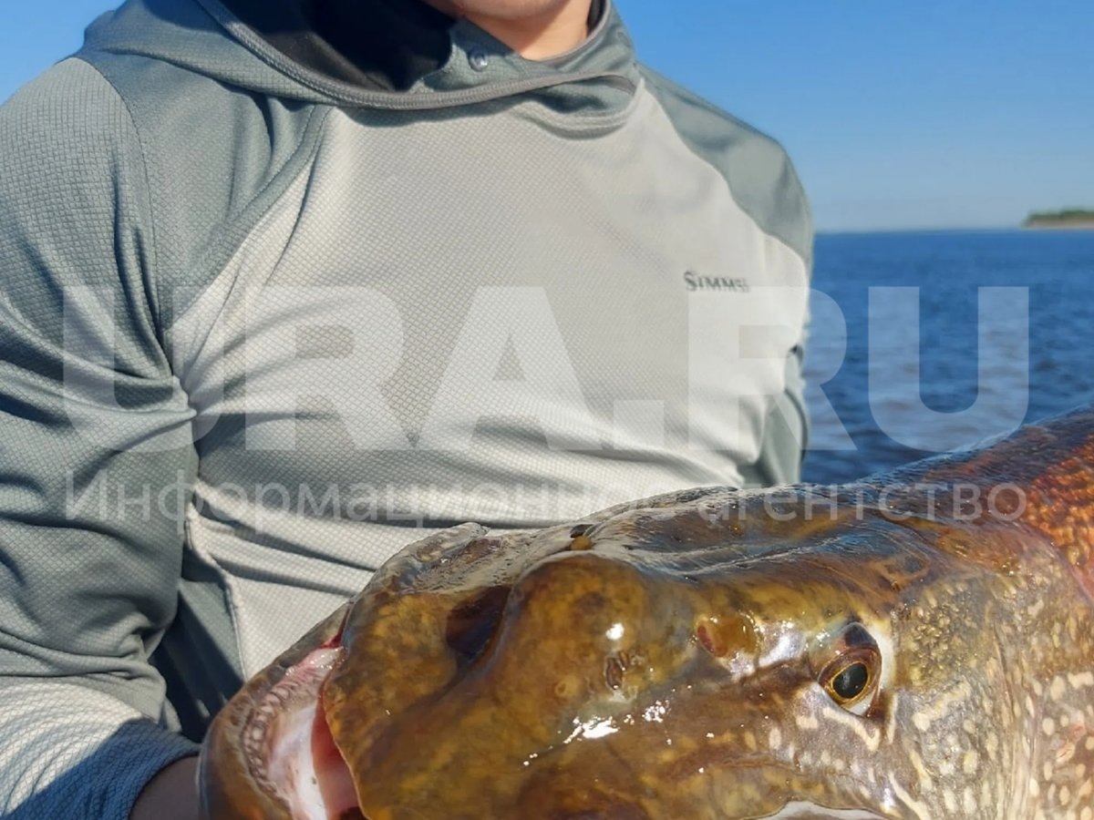    У щуки почти отсутствует верхняя челюсть и зубы на нижней