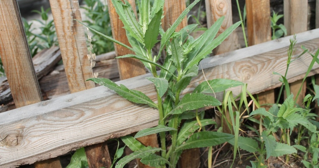 Как избавиться от сорняков вдоль забора