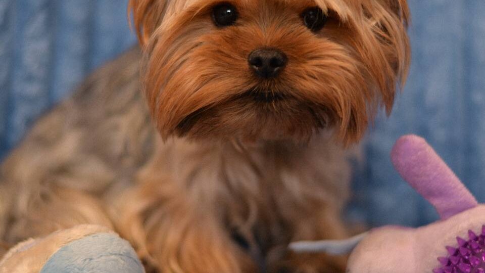 Восторг! Маленький хвостик, имя которого говорит само за себя!❤️