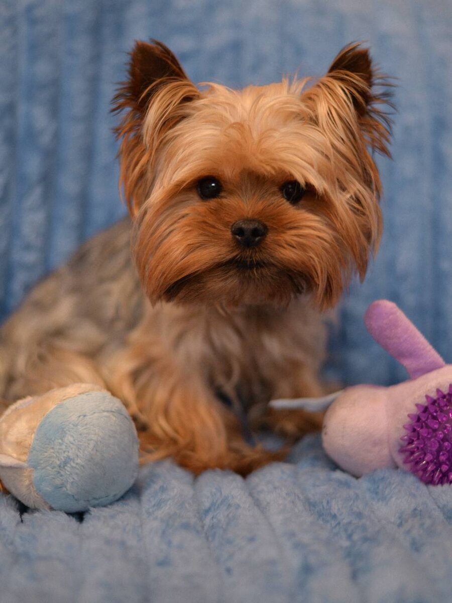 Восторг ищет дом