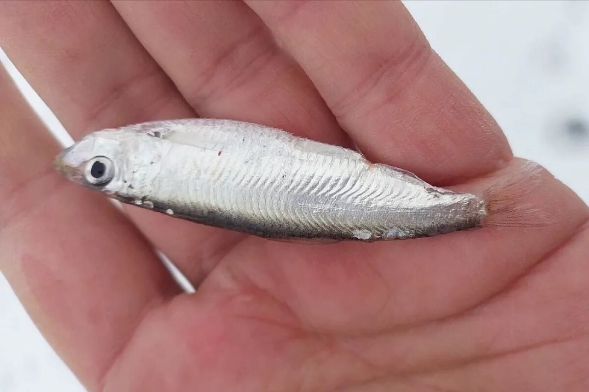    Неизвестную рыбешку достал рыбак из пасти окуня под Волгоградом