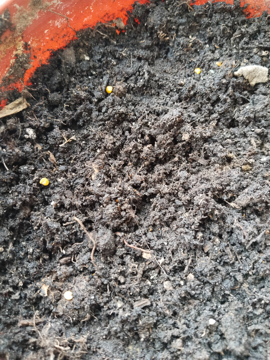 В агрономии мелочей нет. На такой теплый и рыхлый субстрат одно удовольствие сеять будущий урожай.