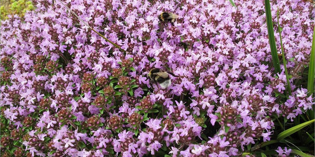 Трава, которая греет изнутри: чем нас так цепляет обычный чабрец