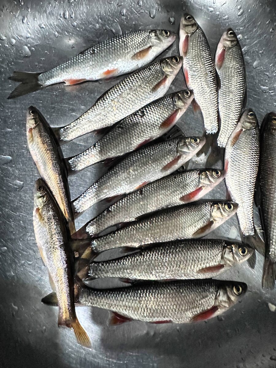 Вчера ездил открыл для себя новое место , половил Ельца , Гальянов 👍 получилось посидеть всего 1.5. Утром на месте ловле было -38 , днем перепад -16 солнышко хорошо грело. Все остальное узнайте в новом выпуске на канале ✊😌

📱ВКонтакте: vk.com/gorojanin_38
⚪️Телеграмм: t.me/GorojaninIvan 👈