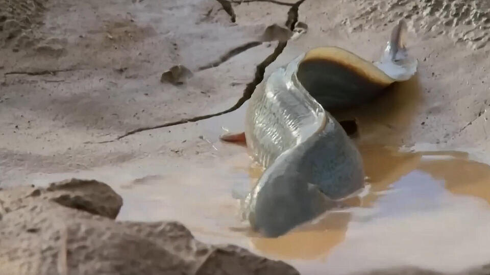 ФОТО: Кадр программы "Загадки человечества", РЕН ТВ