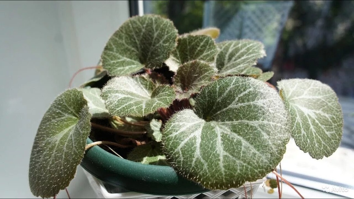 Фотография из интернета