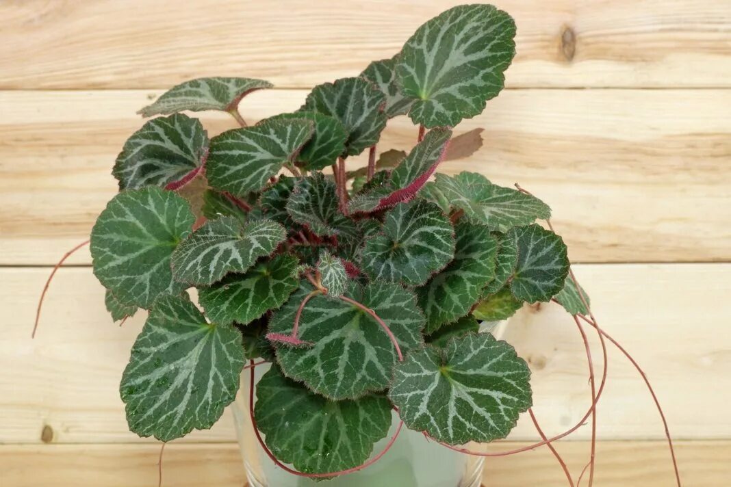 Фотография из интернета