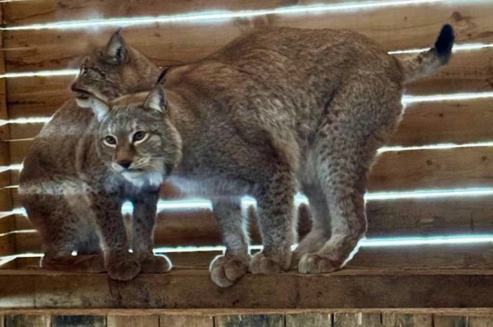 Спасённые рыси. Фото: «Центр охраны дикой природы «Инстинкт»