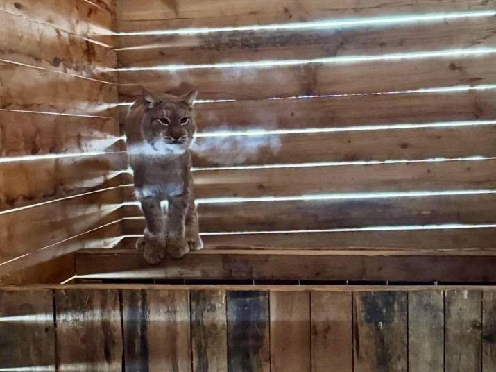 Спасенная рысь в вольере. Фото: центр охраны дикой природы «Инстинкт»