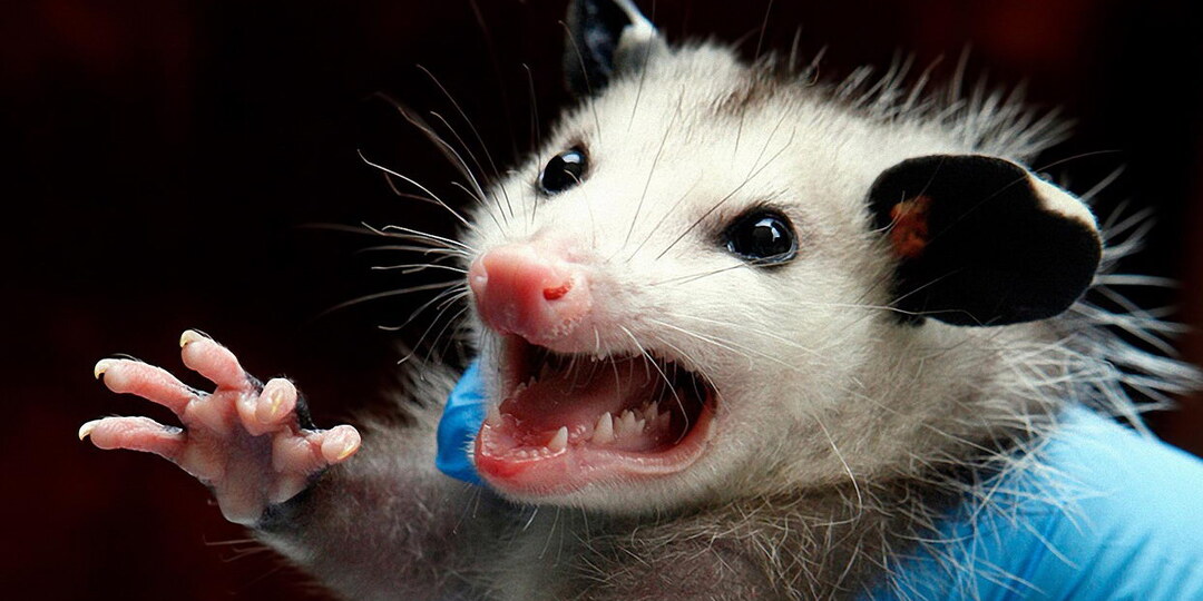 Как «играть в опоссума»?