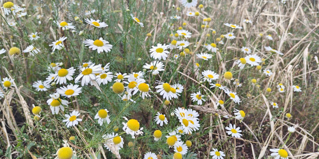 Отличница всегда и везде. Глава 2.