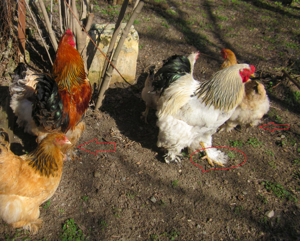 обожаю своих курочек обратите внимание на ножки)они мохнатые)))