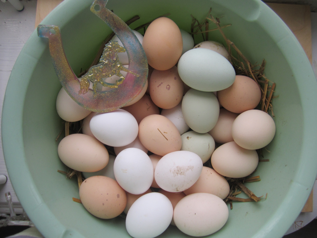 яйца цветные, так как у нас еще есть другие породы.о них позже..бежевые это яйца брамы!