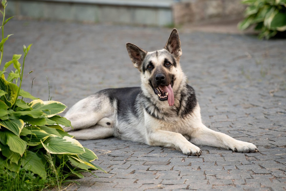    Редкое имя для собаки помогает быстро подозвать питомца из толпы животных во время совместной прогулки