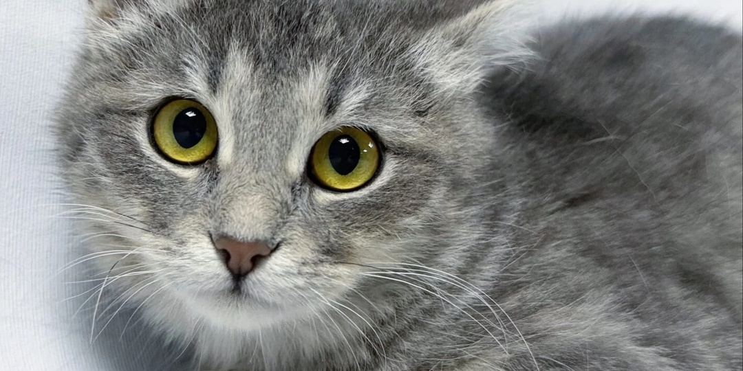 Самый милый и добрый котеночек на свете по имени Лея ищет свою семью!