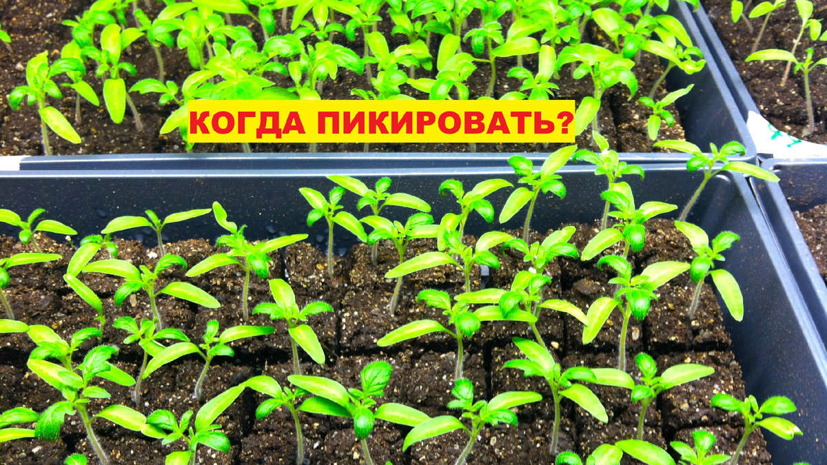 Когда пикировать рассаду томатов после всходов: по листьям, по возрасту или по размеру — что надёжнее
