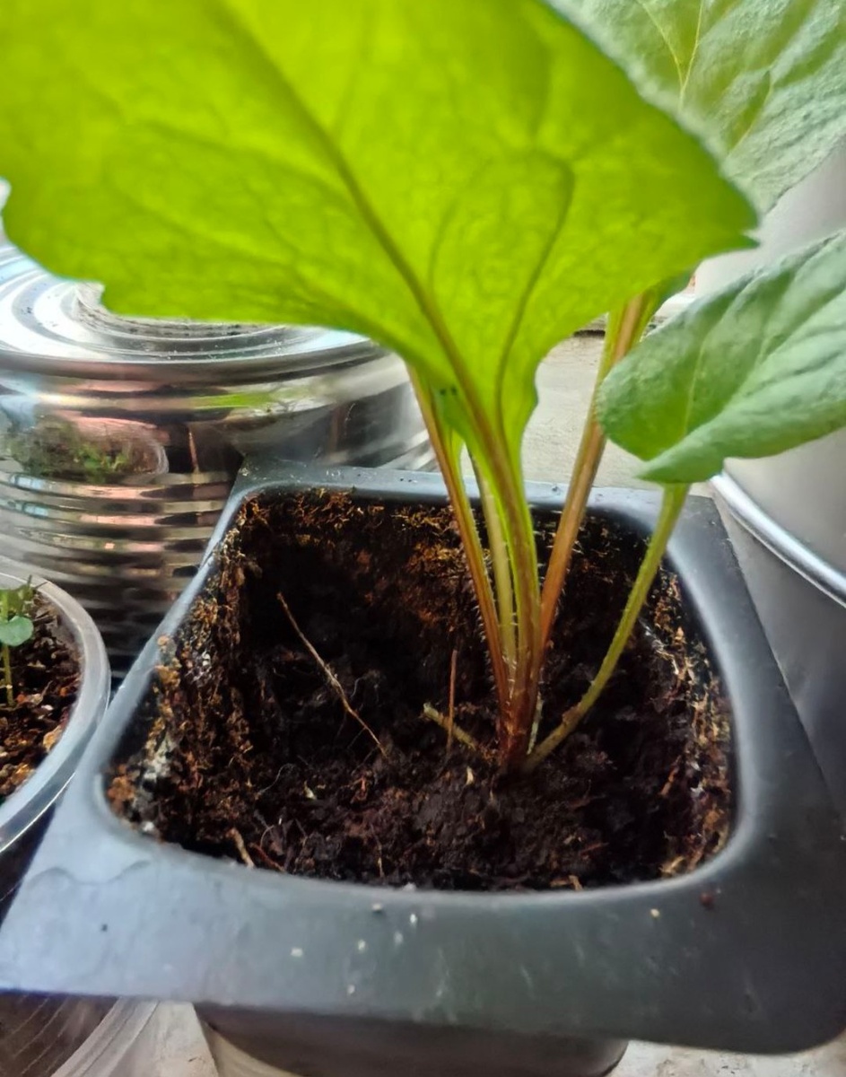 Слишком низкий уровень грунта