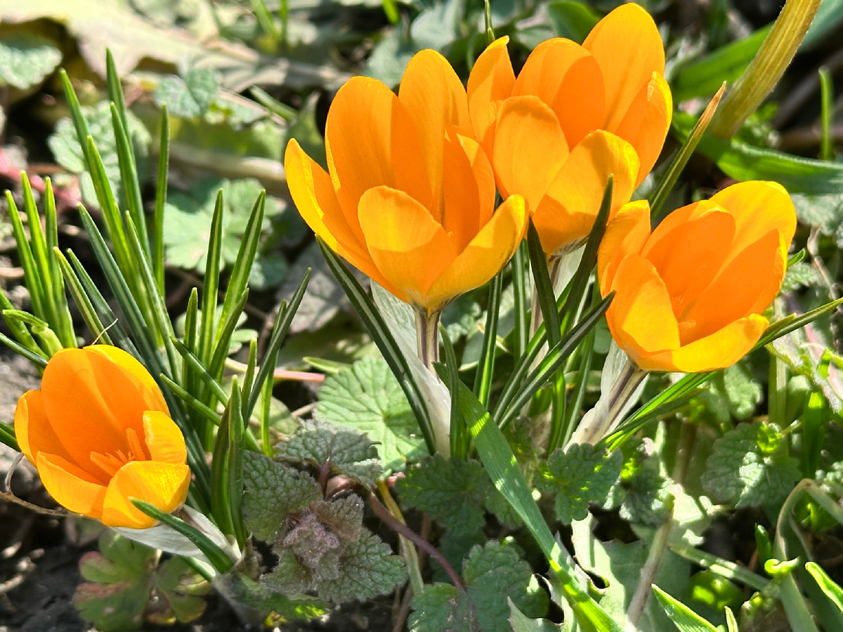 Крокусы расцвели в первый день весны в Краснодарском крае. 1 марта.