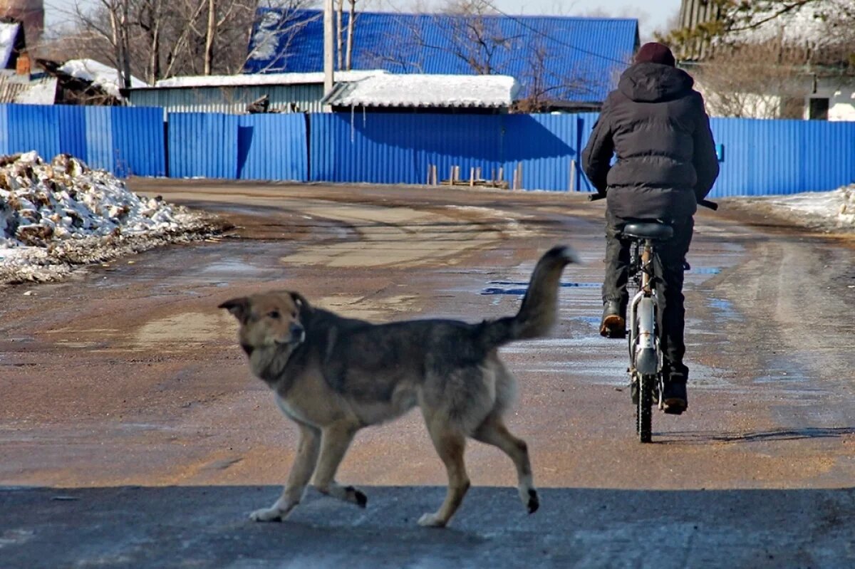    В Тамбове выбрали подрядчика на отлов и содержание бродячих собак
