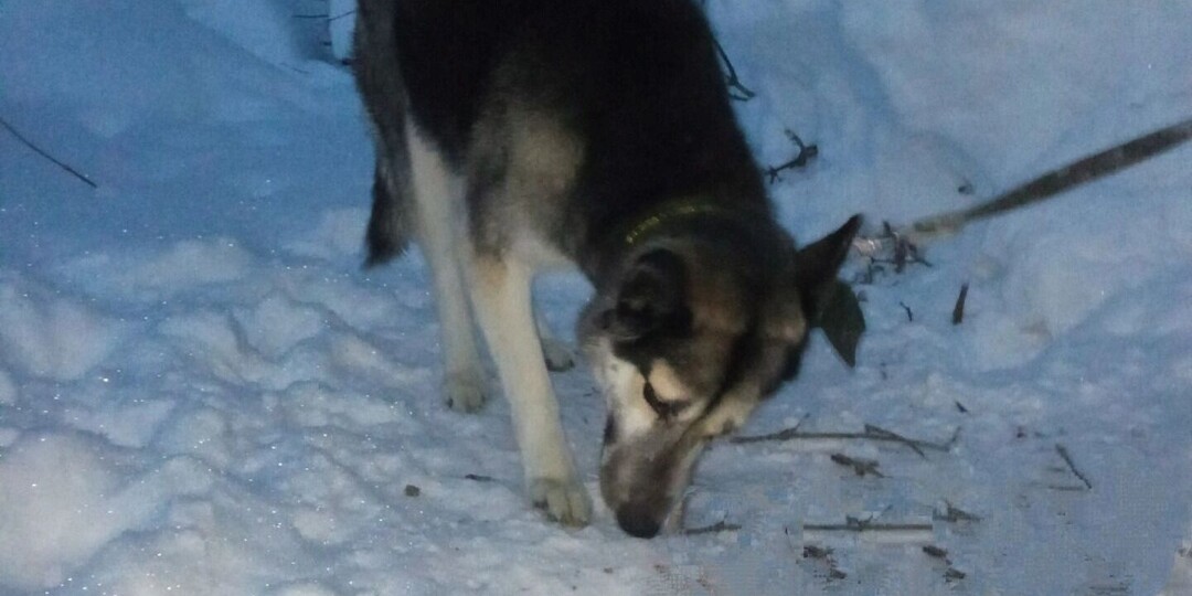 В Ижевске спасли привязанную и брошенную на морозе собаку