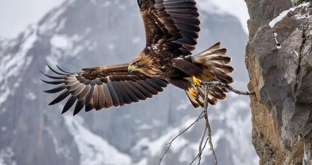 Уверенность в себе: Урок горного орла