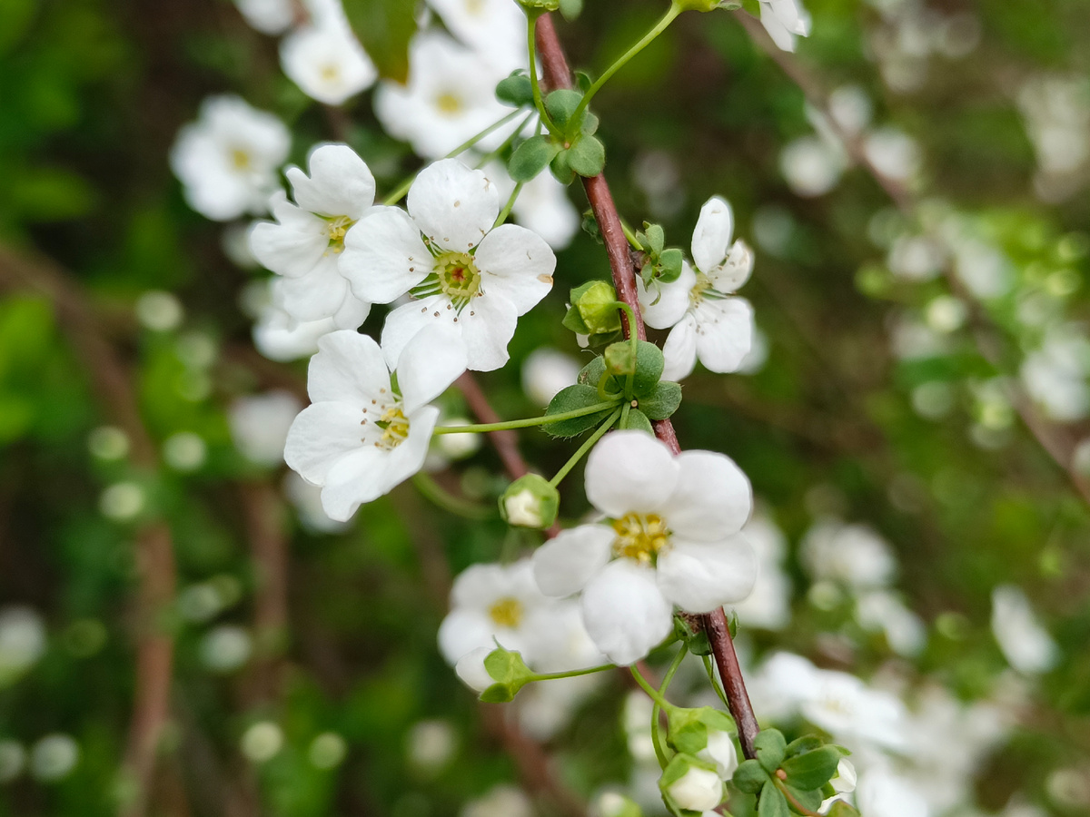 ФТ Сириус, март 2026 года