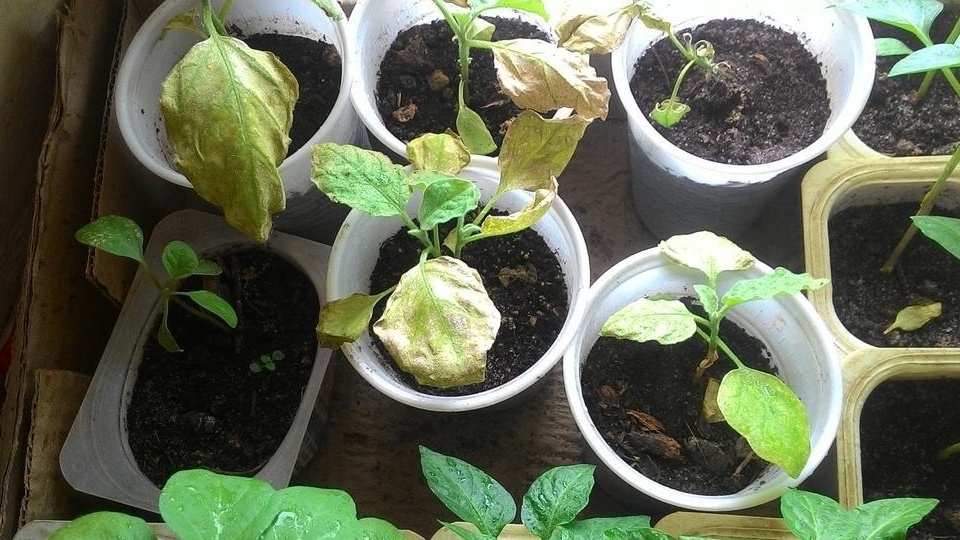 Моя рассада перца застыла с двумя листьями — месяц без движения