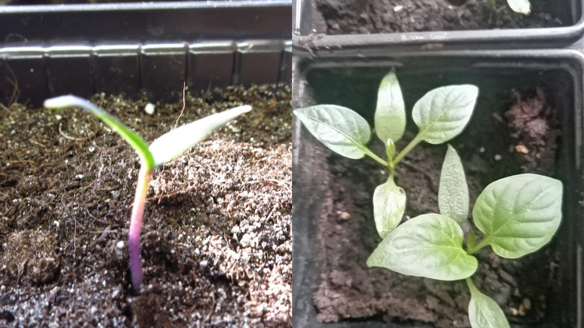 Слева — фиолетовый стебель в кислом грунте, справа — здоровый после раскисления