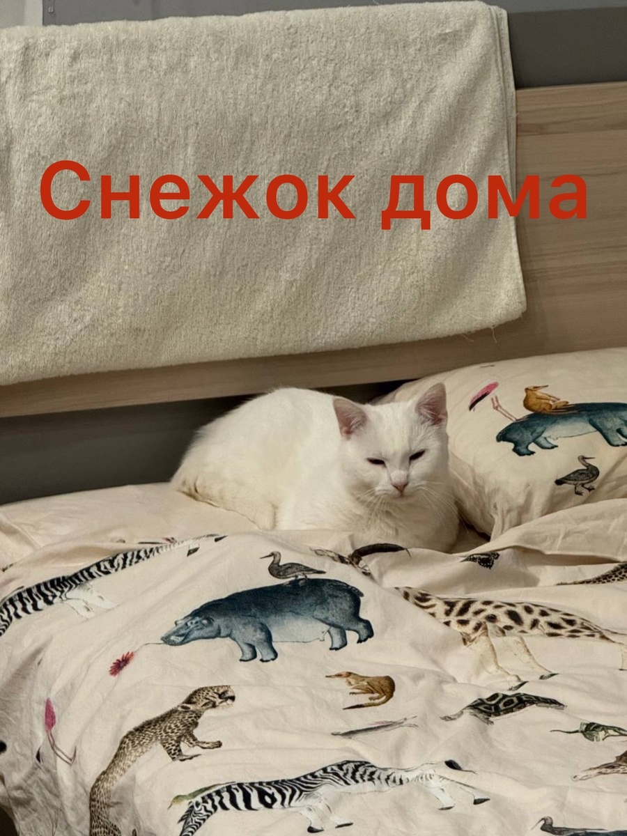 Мур! Спасибо, милые друзья, что помогли мне найти свой дом! 🏡