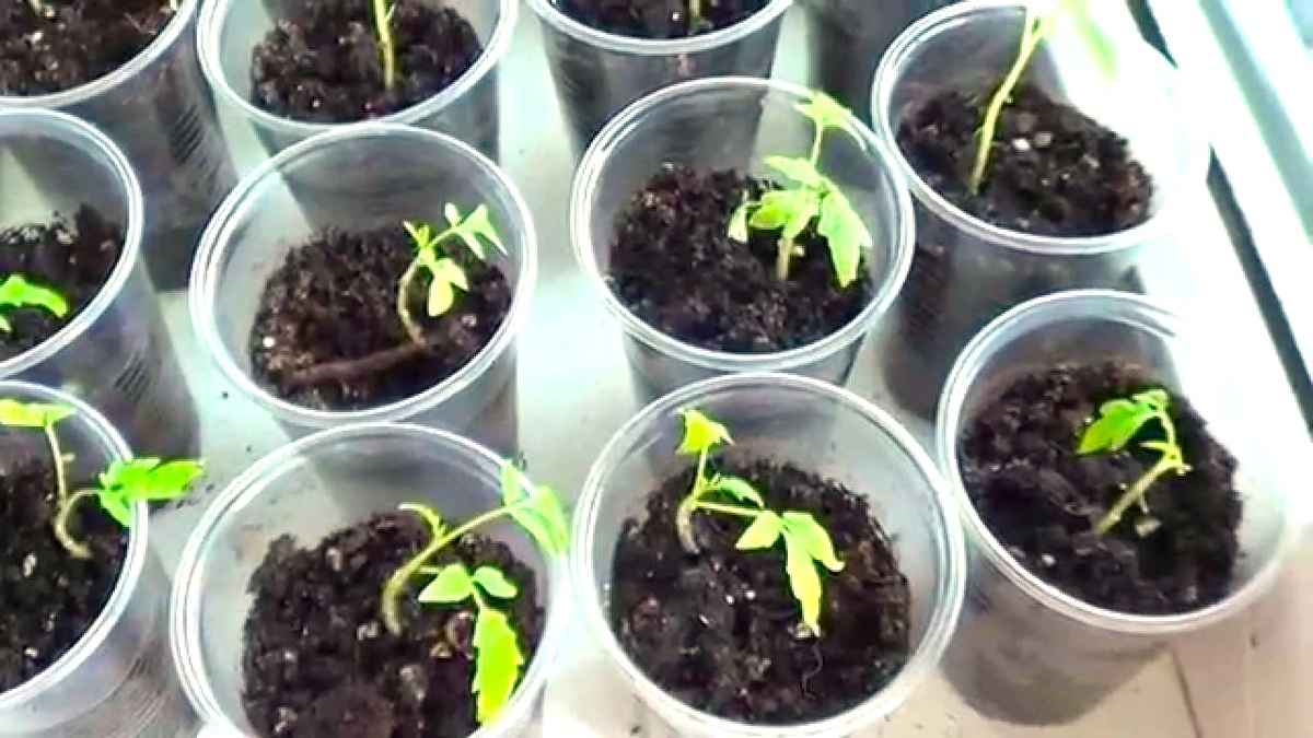 Почему рассада томатов вянет после пикировки: 3 ошибки и как избежать потери растений