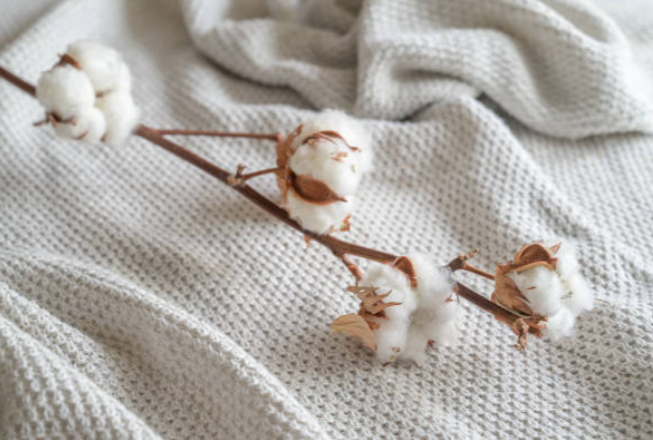 Хлопковая одежда убивает экологию. Как?