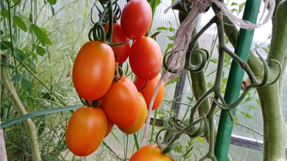 Один трехствольный куст заменяет три обычных — экономия места и денег