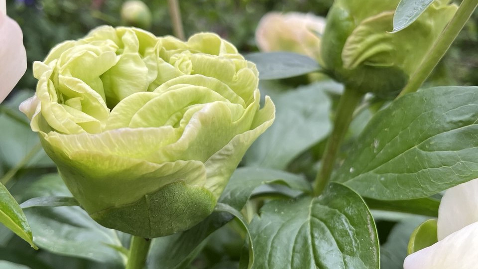 Новинки в наших садах: новый пион Фокнера "Эпплтон Хаус"