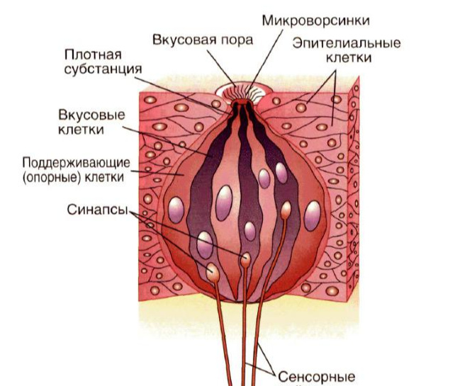 Это луковица