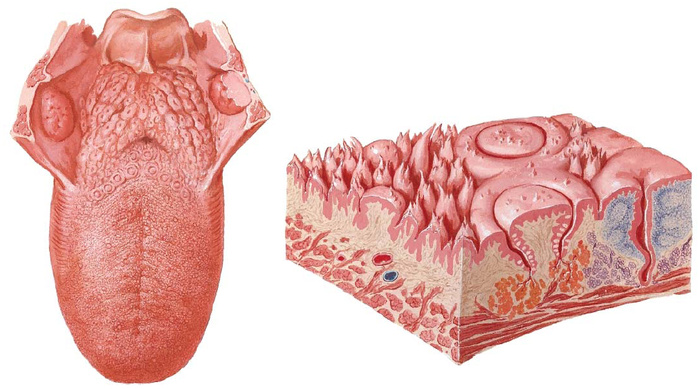 Это сосочки