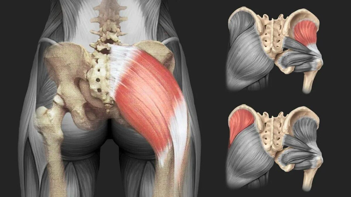 на изображении показана анатомия ягодичной мышцы
