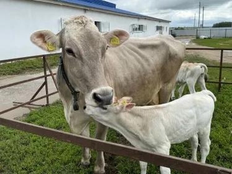    Фото: Минсельхоз Нижегородской области