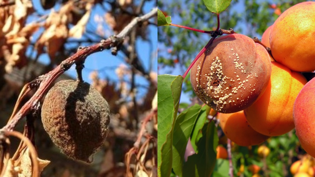 Монилиоз превращает урожай в черные мумии — три года подряд картина повторялась