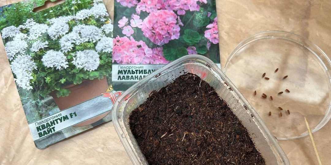 ПОСЕВ ПЕЛАРГОНИИ