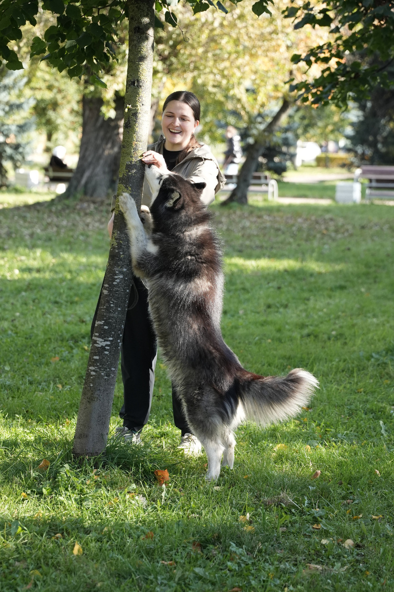 В нашем приюте уже не один год работает программа по отдаче собаки. Эту программу мы довольно долго формировали и совершенствовали. И сейчас она работает отлично! За последние годы у нас не было возвратов собак.