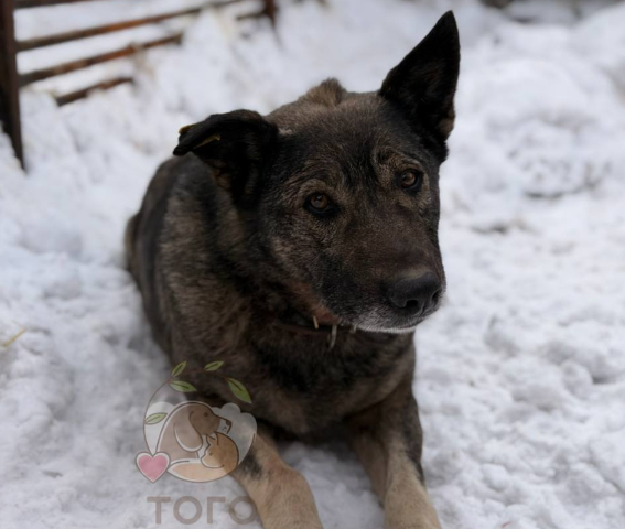 ДодоБоня. Фото: челябинский приют "Того".